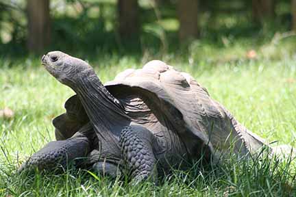 Click here to watch a video about the Tortoise at Peoria Zoo!